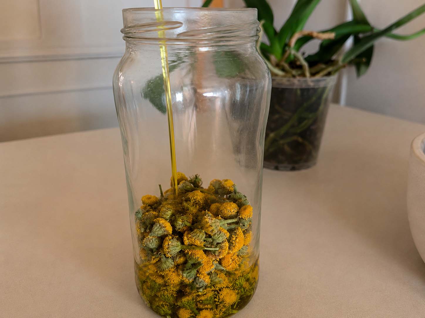 Maceración de manzanilla de Mahón con aceite de oliva virgen extra de primera prensada